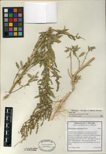 Herbarium Sheet of 